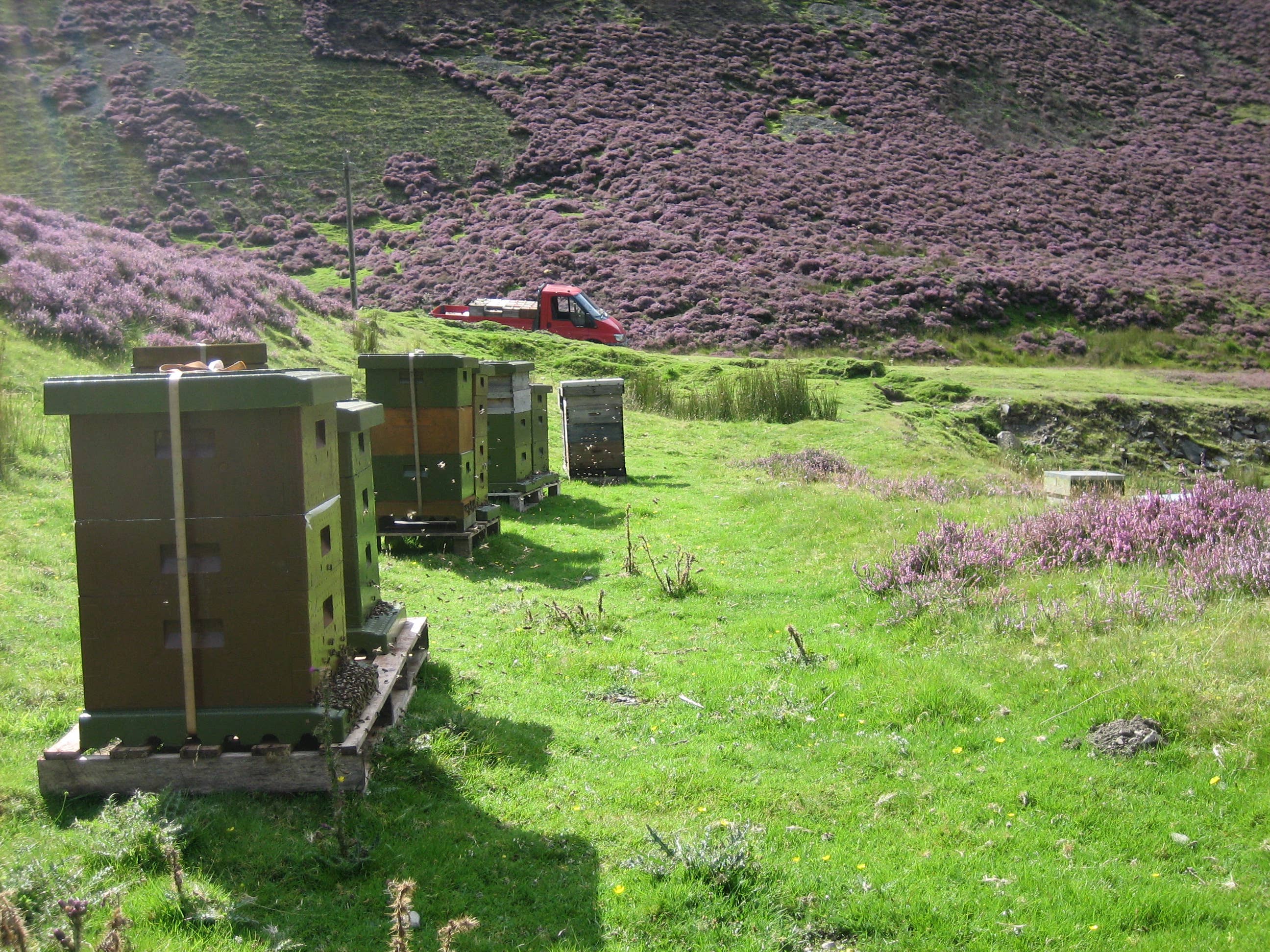 Scottish Blossom Honey 12oz